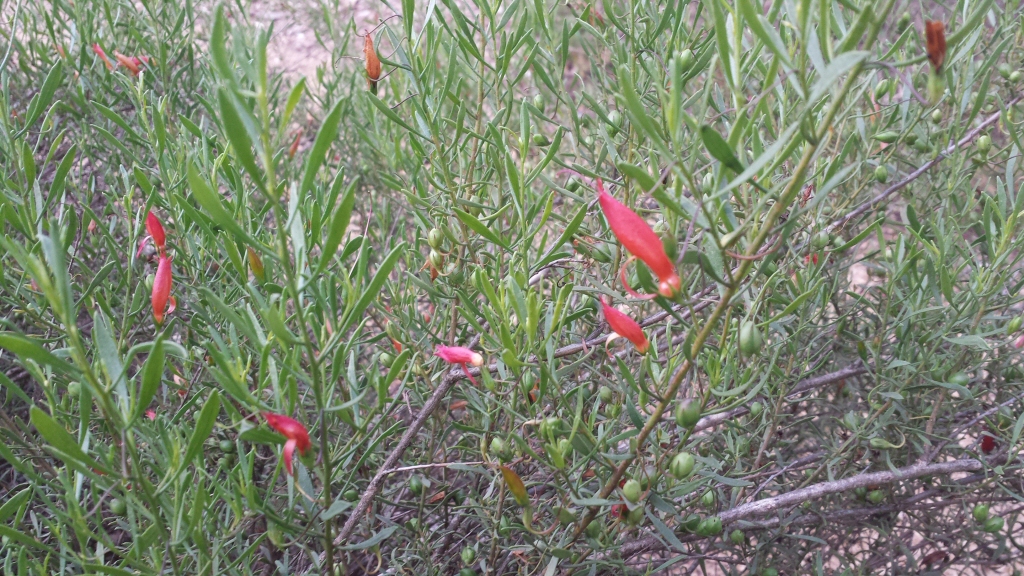 Eremophila decipiens –  Emu Bush
