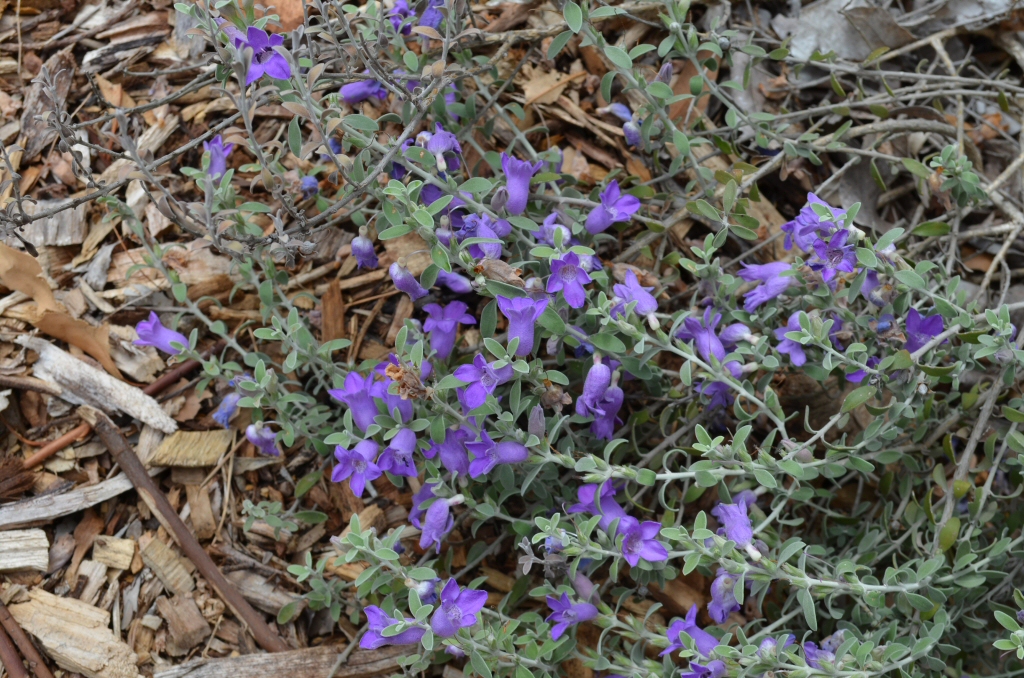 Eremophila decussata – Emu Bush