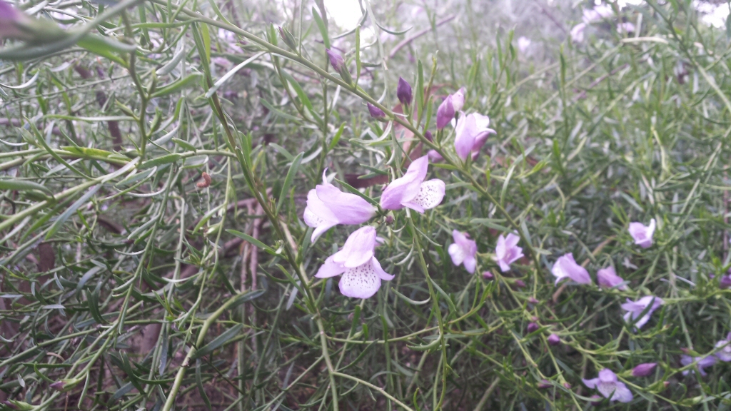 Eremophila divaricata – Emu Bush