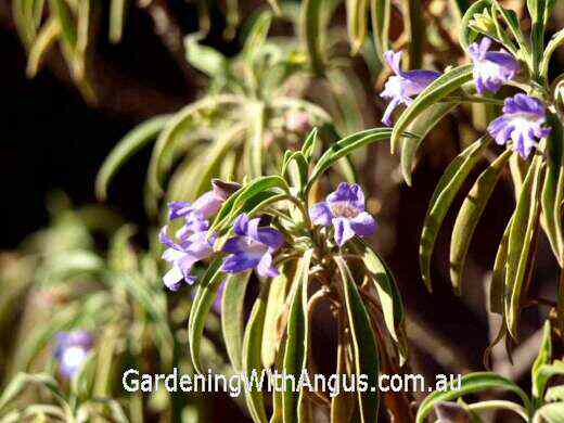 Eremophila freelingii – Limestone Fuchsia
