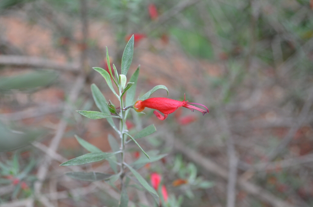 Eremophila glabra – Tar Bush