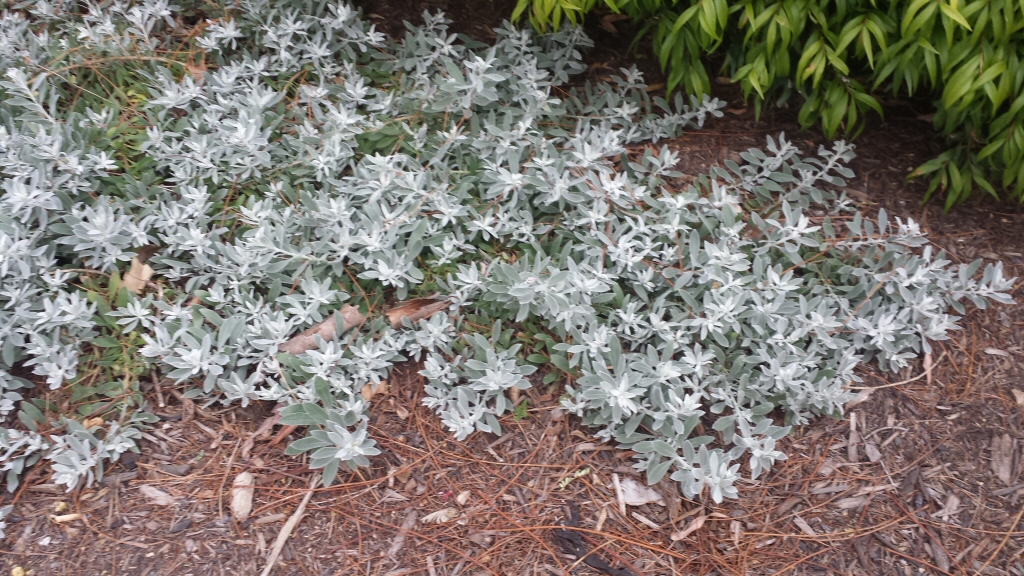 Eremophila glabra_tar bush_kalbarri-carpet