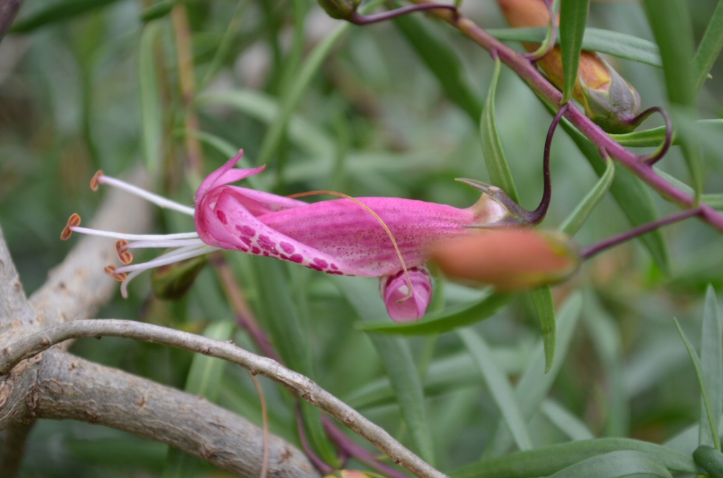 Eremophila maculata ‘Carmine Star’ – Emu Bush
