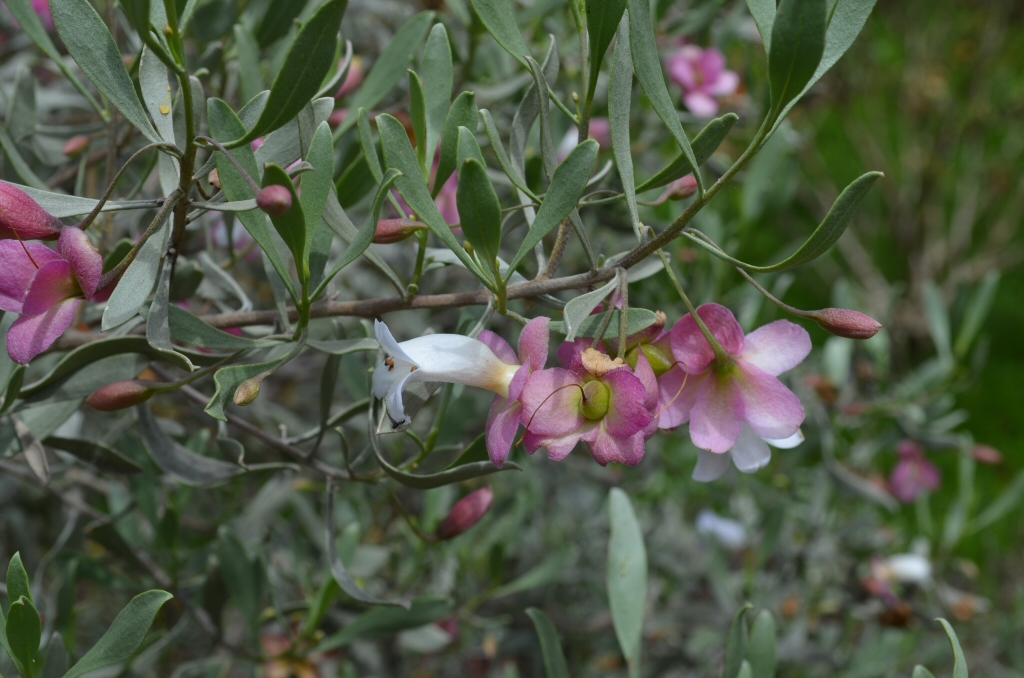 Eremophila platycalyx – Emu Bush