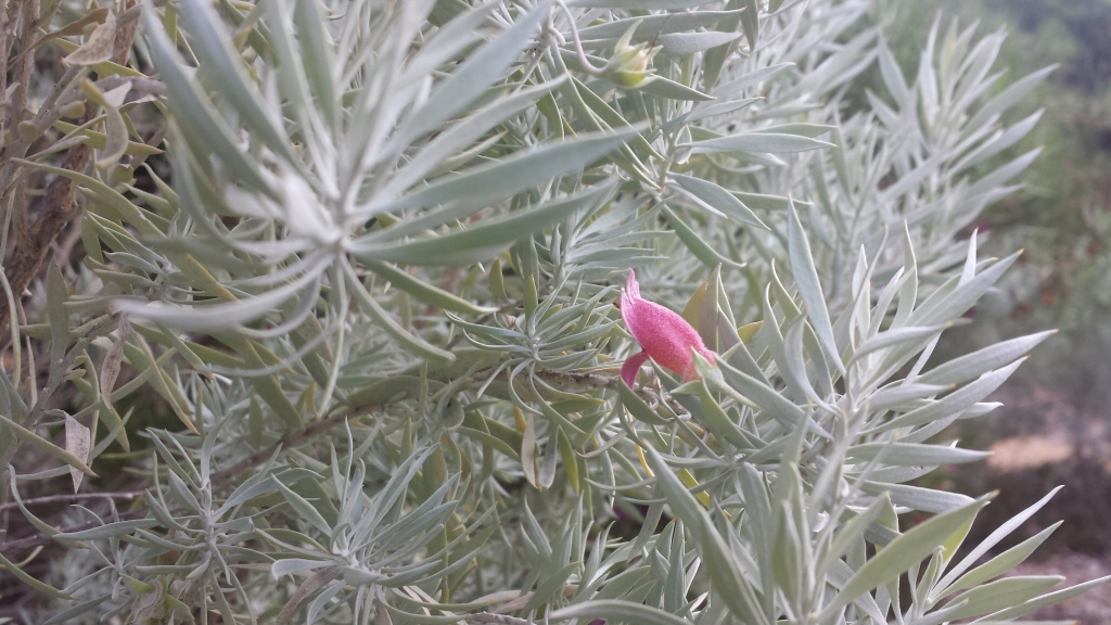 Eremophila pterocarpa – Emu Bush