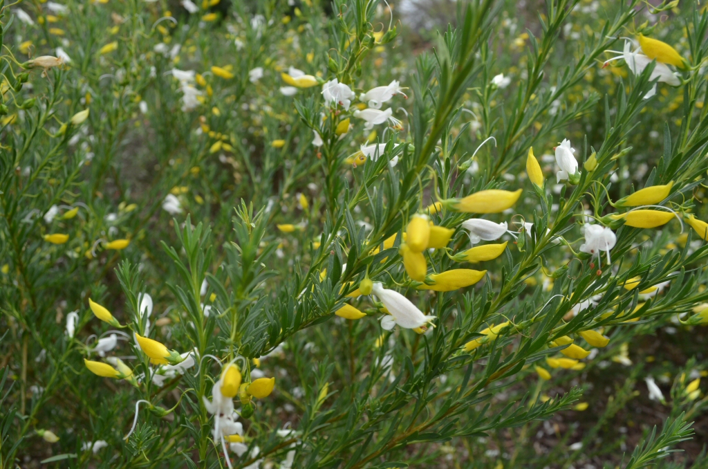 Eremophila racemosa – Emu Bush