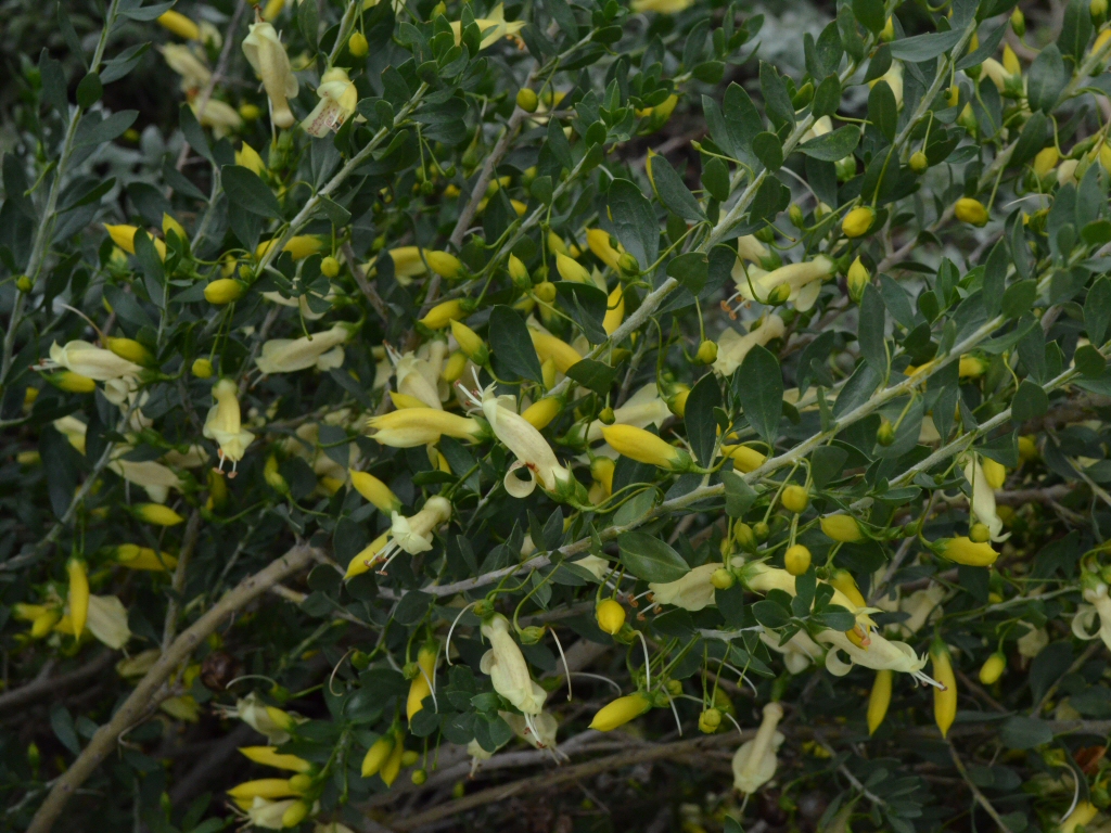 Eremophila racemosa ‘Peaches And Cream’ – Emu Bush
