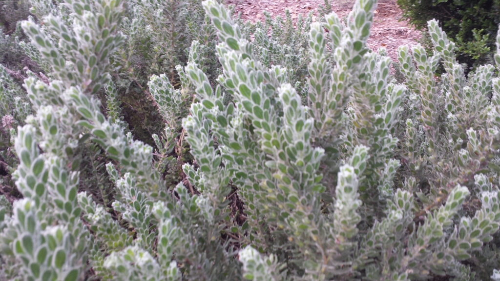 Eremophila subfloccosa – Emu Bush