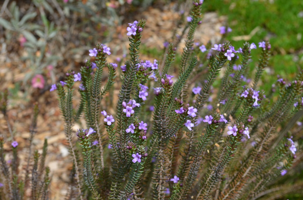 Eremophila veronica – Emu Bush