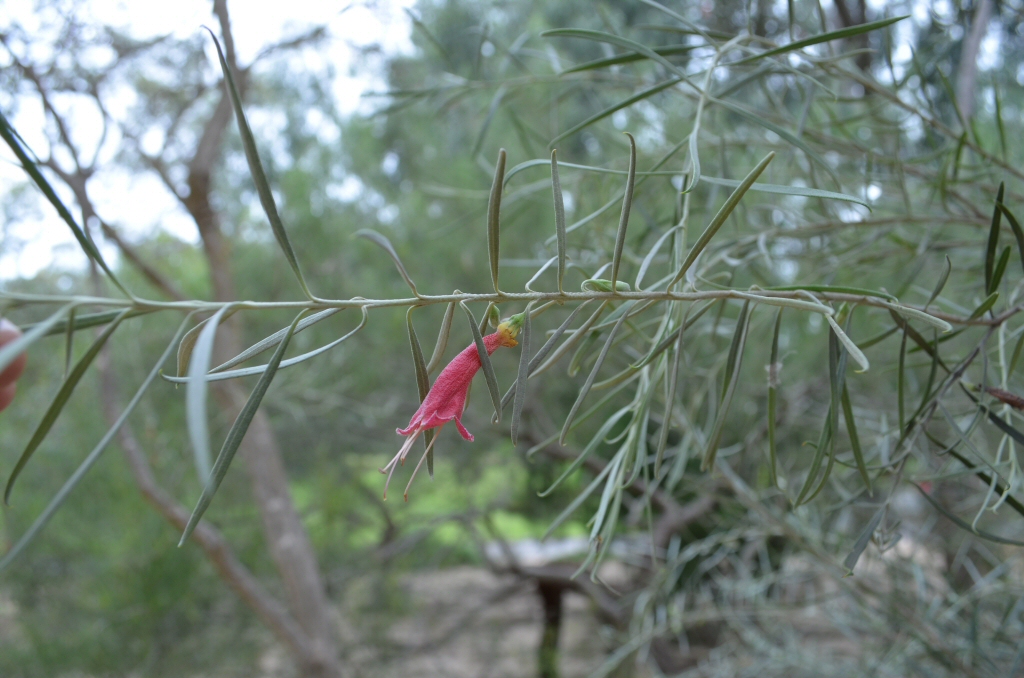 Eremophila youngii – Emu Bush