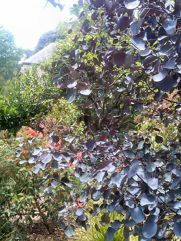 Eucalyptus cladocalyx ‘Vintage Red’ – Sugar Gum