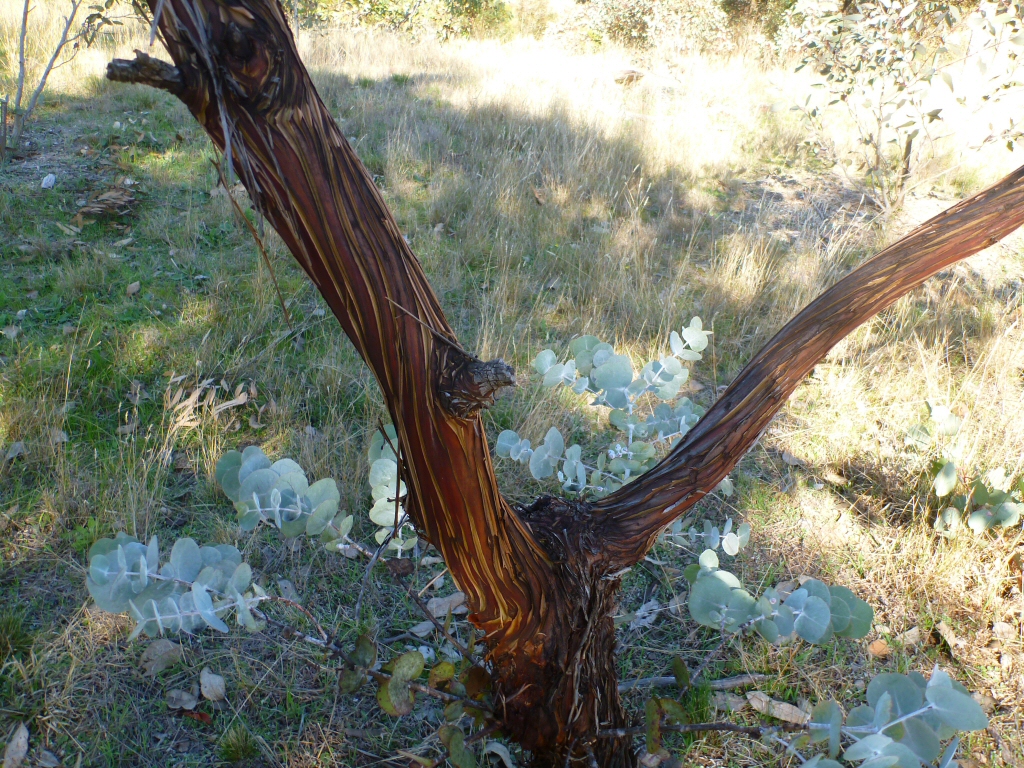 Eucalyptus crucis – Silver Mallee