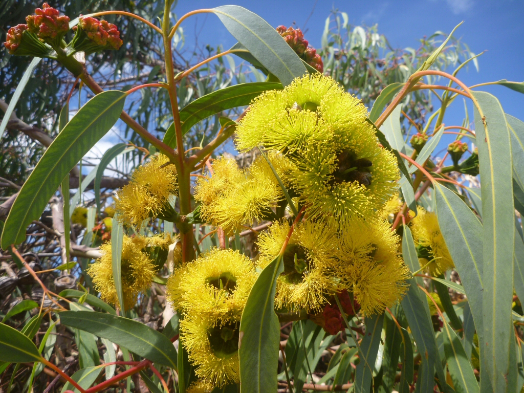 Eucalyptus erythrocorys – Illyarrie
