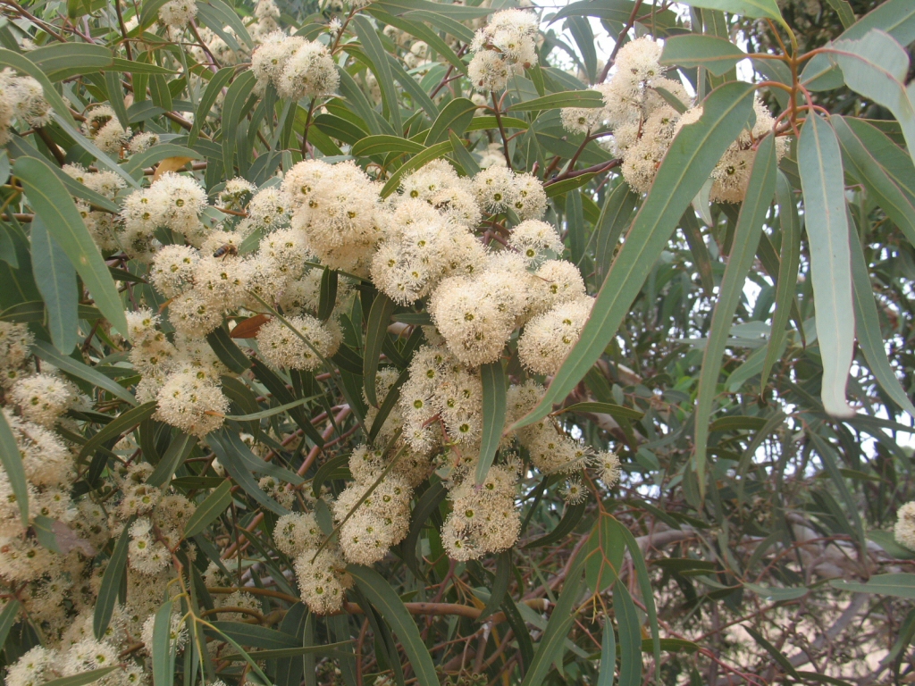 Eucalyptus laeliae – Ghost Gum