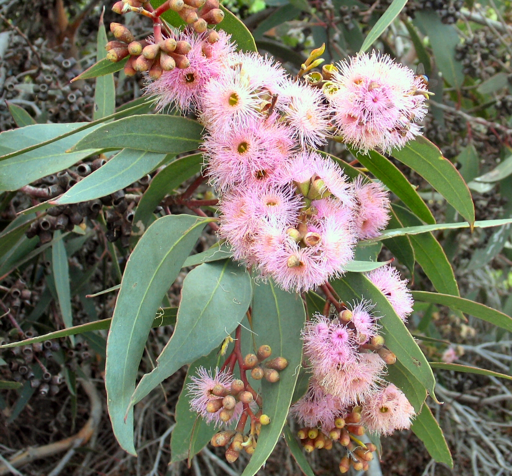 Eucalyptus landsdowneana – Crimson Mallee Box