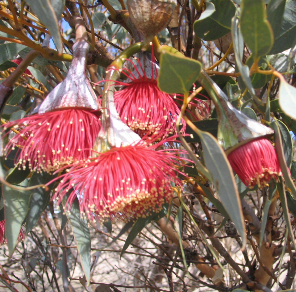 Eucalyptus pyriformis – Pear Fruited Mallee