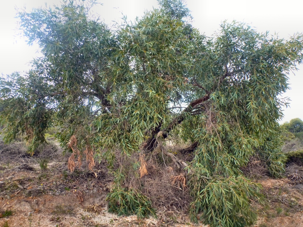 Eucalyptus todtiana – Coastal Blackbutt