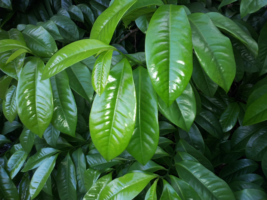 Eupomatia laurina – Bolwarra