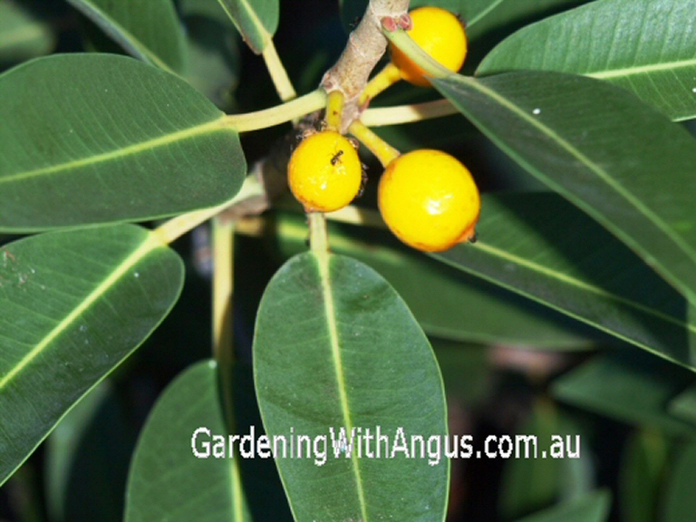Ficus platypoda – Rock Fig