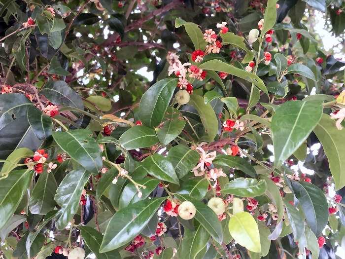 Glochidion ferdinandi – Cheese Tree