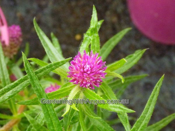 Gomphrena flaccida ‘Pink Gem’
