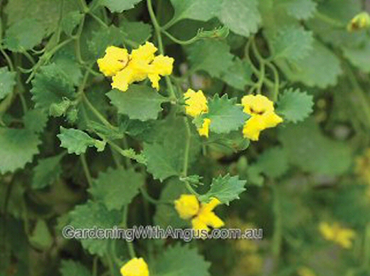 Goodenia ‘Gold Trail’