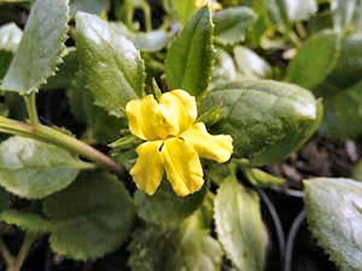 Goodenia ovata ‘Prostrate’