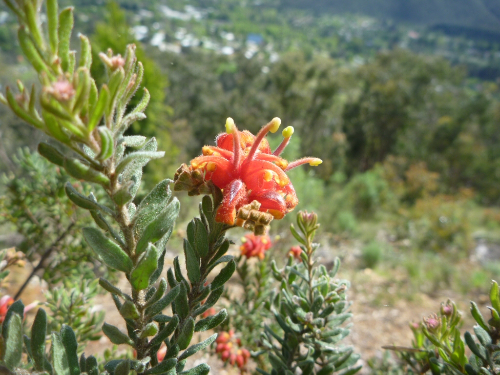 Grevillea alpina – Mountain Grevillea