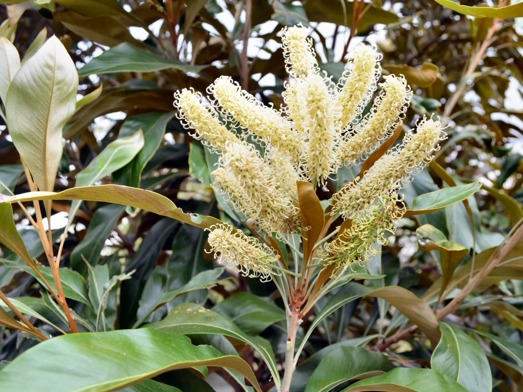 Grevillea baileyana – Brown Silky Oak