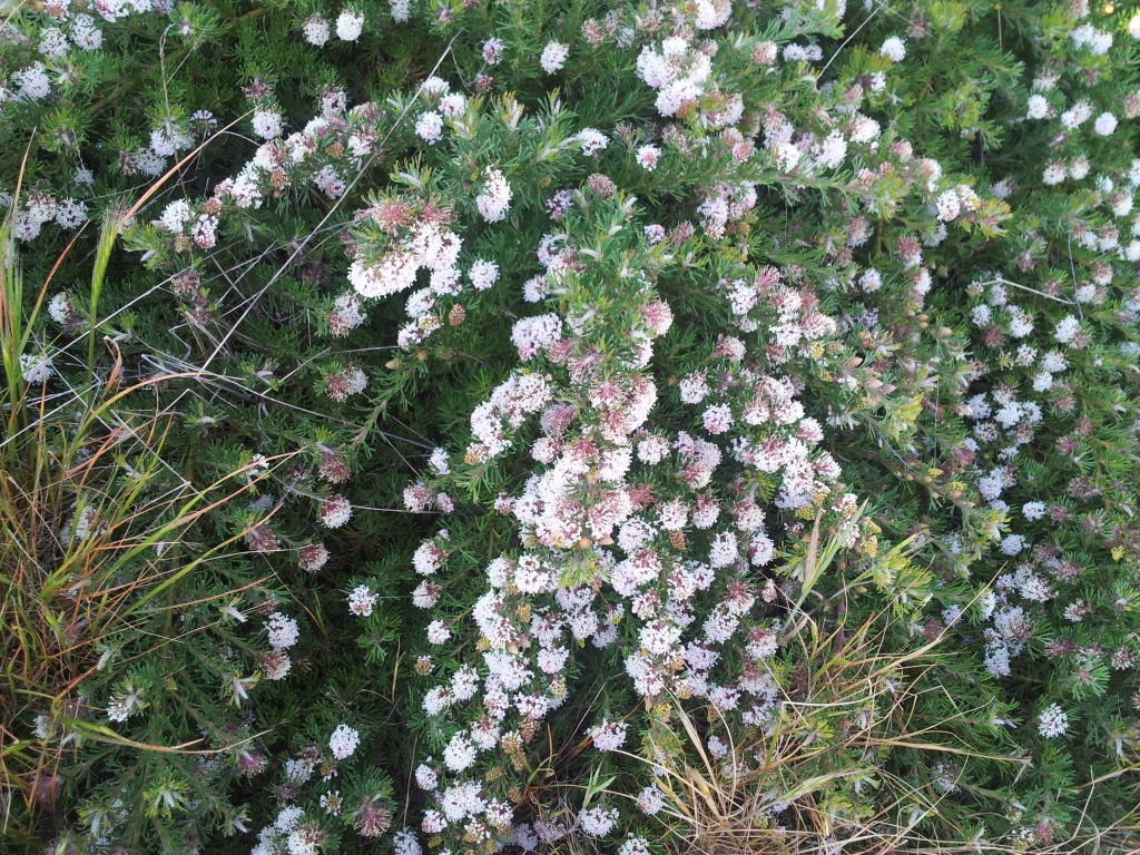 Grevillea crithmifolia