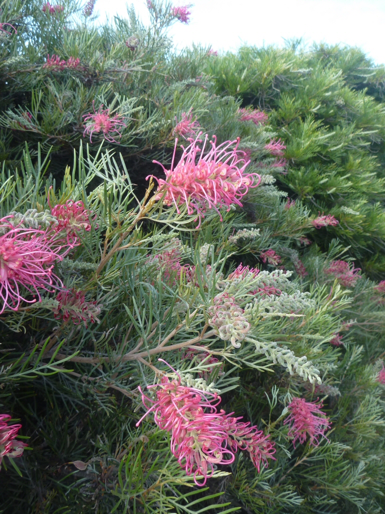 Grevillea ‘Lollypops’