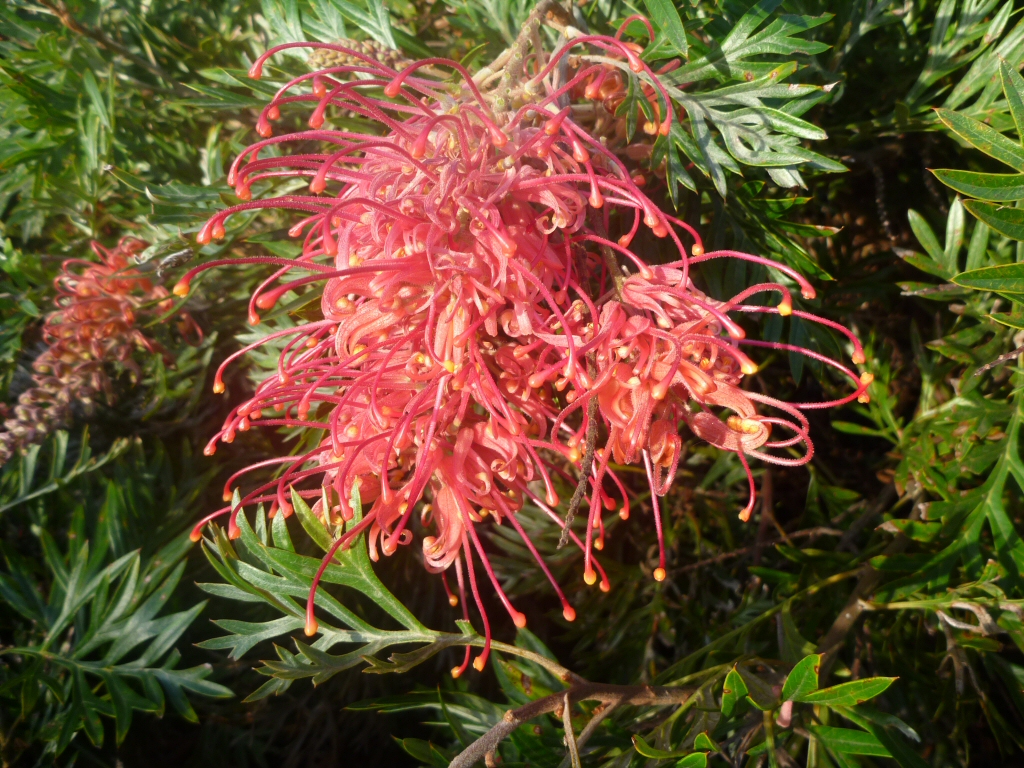 Grevillea ‘Molly’