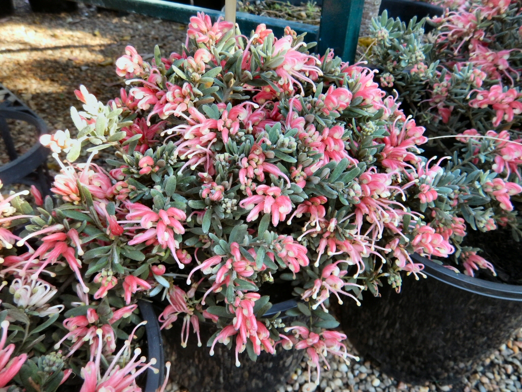 Grevillea lavandulacea x alpina ‘Jelly Baby’
