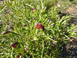 Grevillea montana