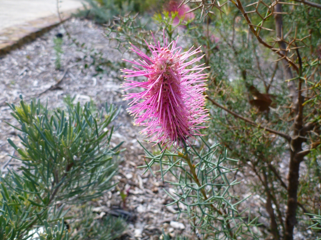 Grevillea paradoxa – Bottlebrush Grevillea