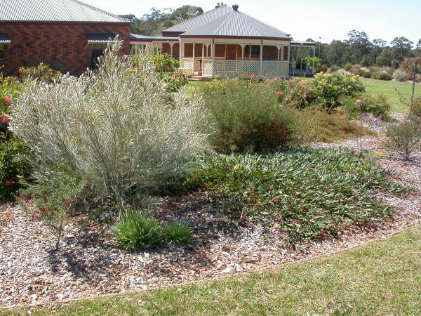 Grevillea ‘Raptor’