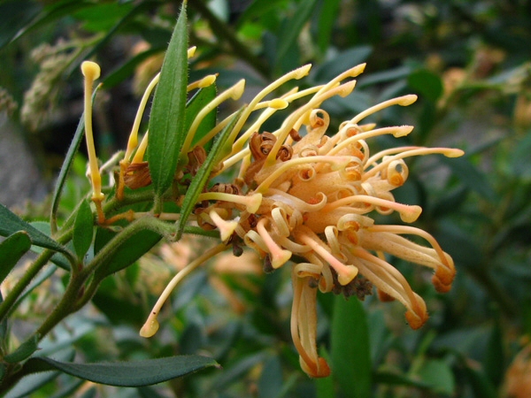 Grevillea rhyolitica ‘Deua Gold’