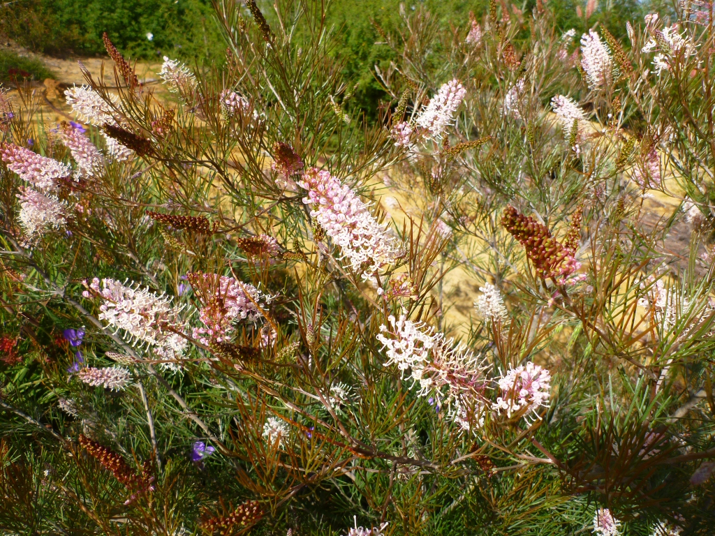 Grevillea zygoloba