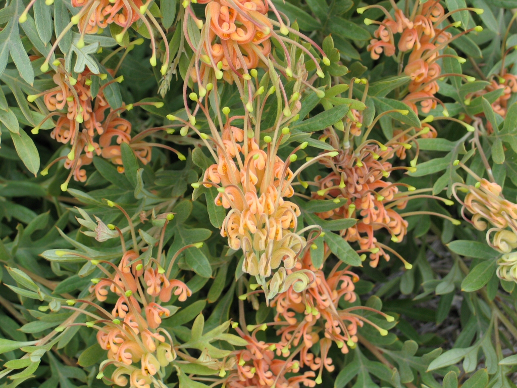 Grevillea ‘Amber Blaze’