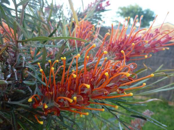 Grevillea ‘Blood Orange’