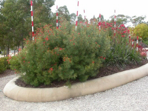 Grevillea ‘Bonfire’