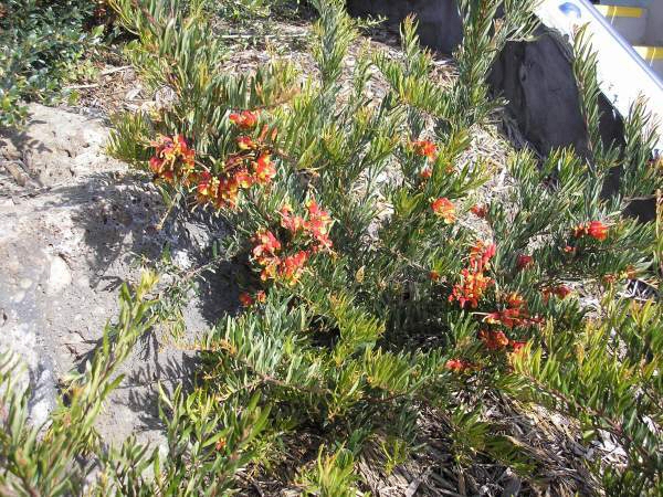 Grevillea ‘Bonnie Prince Charlie’