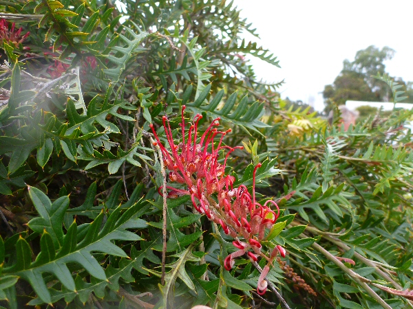 Grevillea ‘Boongala Spinebill’