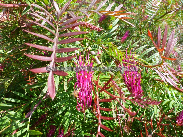 Grevillea ‘Burgundy Blaze’