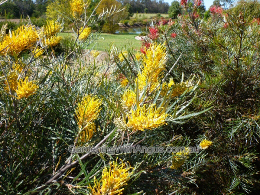 Grevillea ‘Bush Lemons’