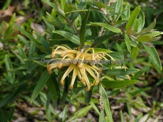 Grevillea ‘Canterbury Gold’