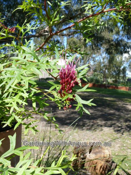 Grevillea ‘Carpet Crawl’