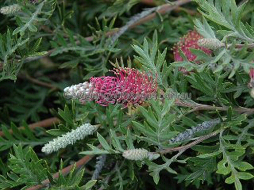 Grevillea ‘Carpet Layer’