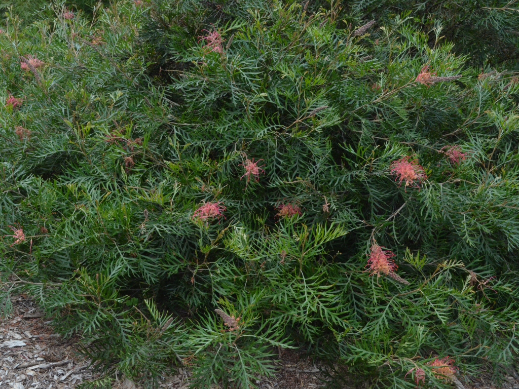 Grevillea ‘Coconut Ice’