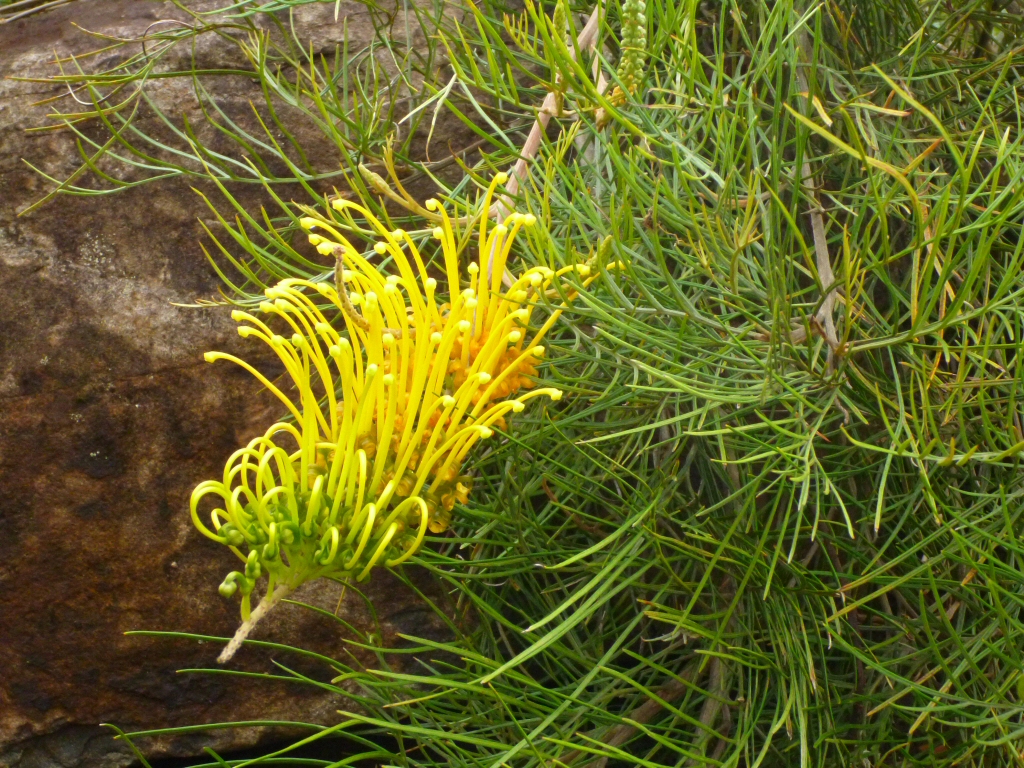 Grevillea ‘Cooroora Cascade’
